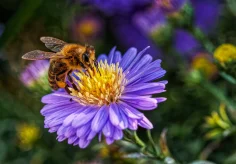 Biene auf Aster