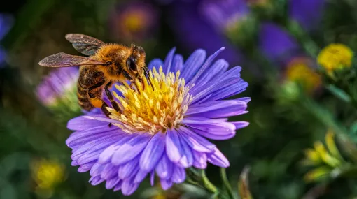 Biene auf Aster