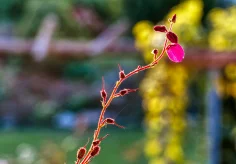 Glocken-Heide (Erica tetralix) II