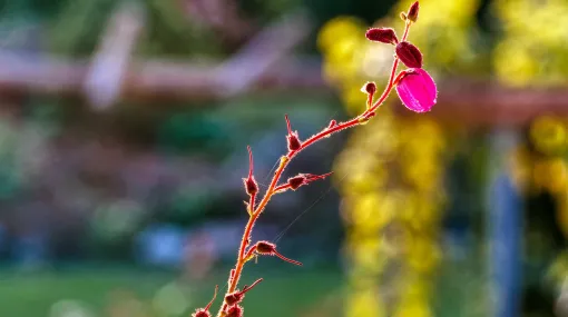 Glocken-Heide (Erica tetralix) II