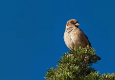 Spatz II