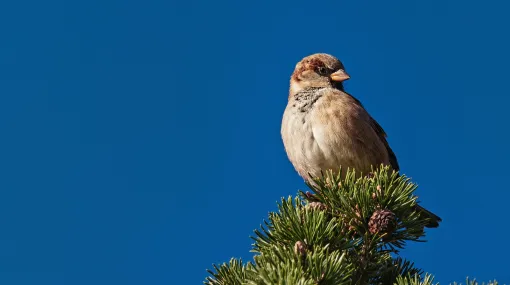 Spatz II