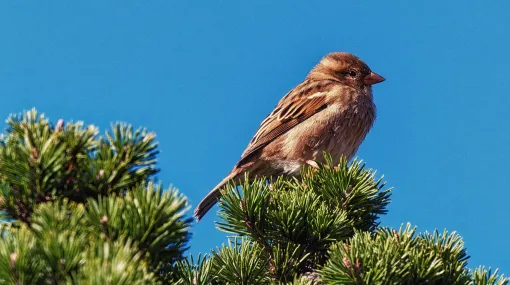 Spatz