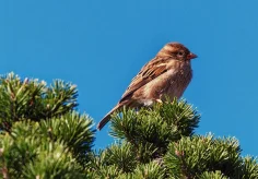 Spatz