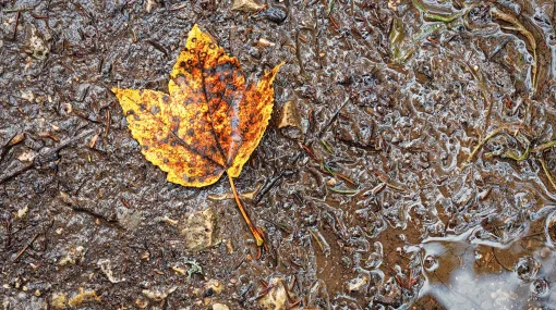 Vergängliches im Herbst