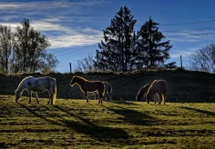 Morgens auf der Juraweide