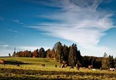 Typische Pferdeweide im Jura
