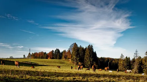 Typische Pferdeweide im Jura