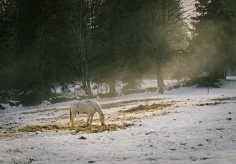 Schimmel im Nebel am Nachmittag