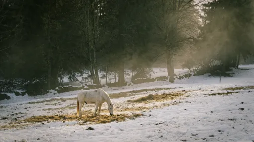 Schimmel im Nebel am Nachmittag