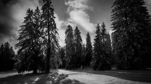 Winternachmittag