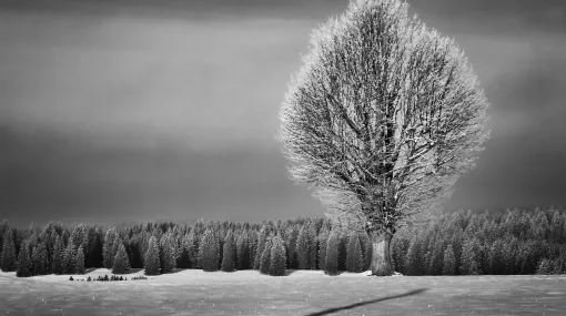 Frostiger Morgen