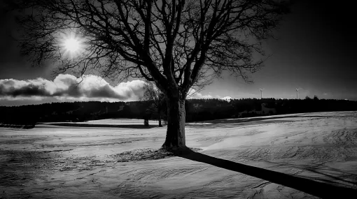 Baum im Winter