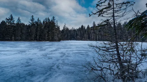 Kalter Morgen am Etang de la Gruère