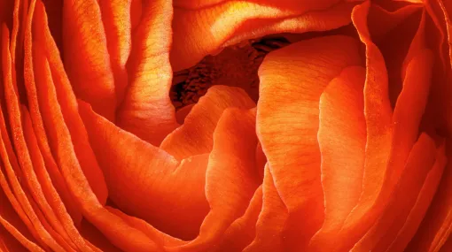 Orange Ranunkel