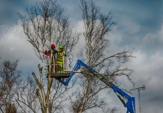 Baumfäller im Portmoos