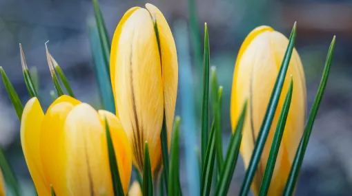 Gelbe Krokusse