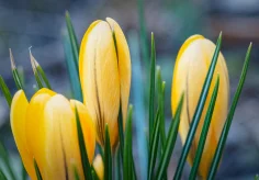 Gelbe Krokusse