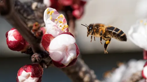 Biene im Anflug auf Aprikosenblüten
