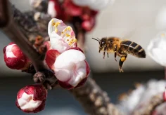 Biene im Anflug auf Aprikosenblüten