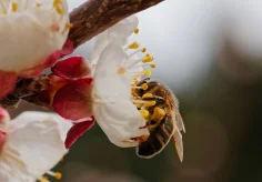 Biene an der Aprikosenblüte