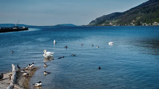 Seevögel am Ufer des Bielersee II