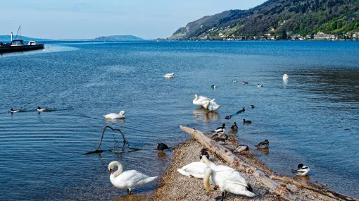 Seevögel am Ufer des Bielersee