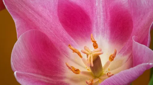 Rosa Tulpe