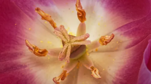 Tulpen-Mandala