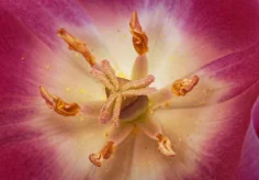 Tulpen-Mandala