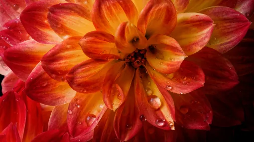 Dalie orange-rot (II)