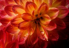 Dalie orange-rot (II)