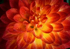 Dalie orange-rot (I)