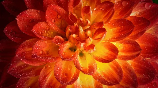 Dalie orange-rot (I)