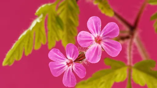 Geranium robertianum - Stinkender Storchenschnabel (II)