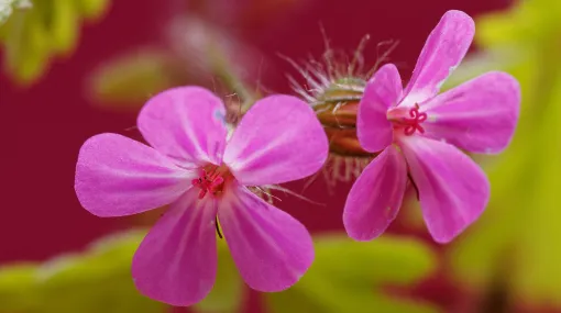Geranium robertianum - Stinkender Storchenschnabel (I)