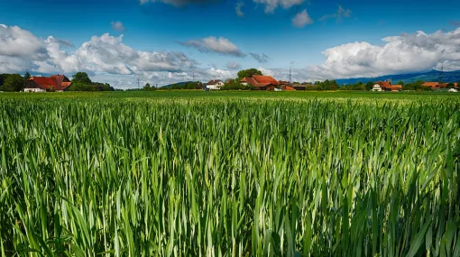 Auf dem Land