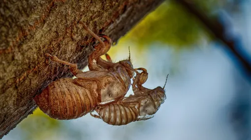 Cicada exuviae -Zikadenhülle
