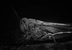 Heuschrecke in schwarz weiss