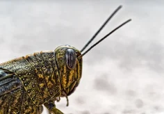Porträt einer Heuschrecke