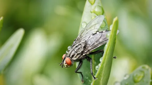 Die Fliege