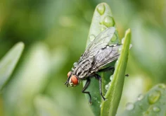 Die Fliege
