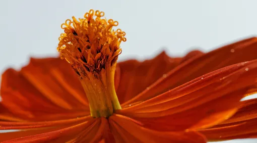 Gelbes Schmuckkörbchen, Cosmos sulphureus (II)