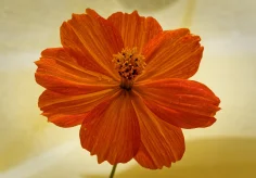 Gelbes Schmuckkörbchen, Cosmos sulphureus