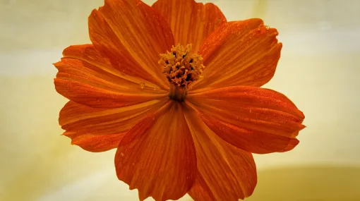 Gelbes Schmuckkörbchen, Cosmos sulphureus