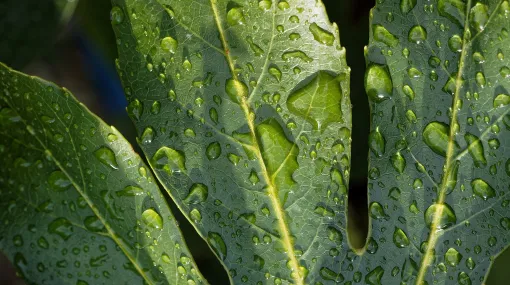 Pflanzenblatt nach dem Regen