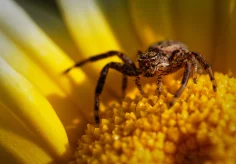 Kleine Spinne