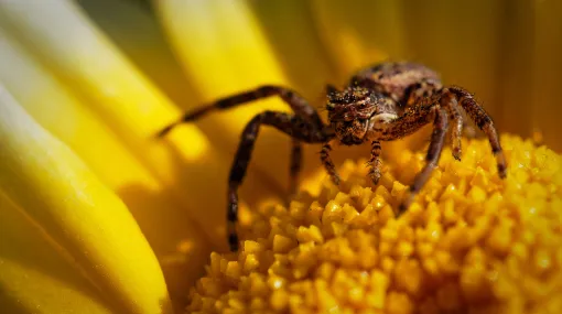Kleine Spinne