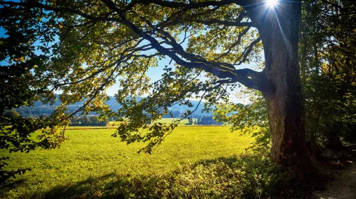 Herbstbaum