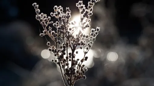Im Gegenlicht